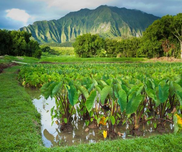 Locally produced agriculture is a vital part of our economy. Combining cultural wisdom with new scientific methods carbon smart farmers can reduce carbon emissions and improve crop yields through utilizing cover crops, organic farming, agroforestry and other carbon smart practices.  ​Here, wetland taro farming demonstrates the role cultural practices can/do play in addressing food and climate resiliency. Photo Credit: Hawaii Visitors and Convention Bureau Image library.